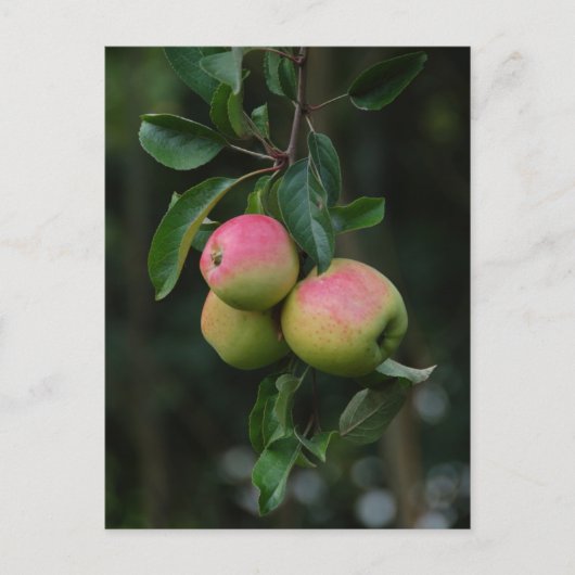 Cox Orange Apple Postcard Postkarte (Vorderseite)