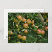 Cox Orange Apple Postcard Postkarte (Vorne/Hinten)