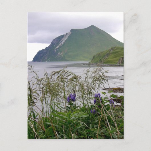 Coxcomb, Insel Unalaska Postkarte (Vorderseite)