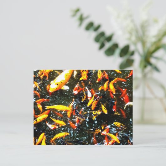 Coy Fish Postkarte (Stehend Vorderseite)