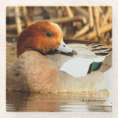 Coy lächelnd Eurasian Wigeon Duck am Teich Glasuntersetzer (Vorderseite)