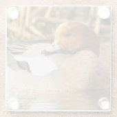 Coy lächelnd Eurasian Wigeon Duck am Teich Glasuntersetzer (Rückseite)