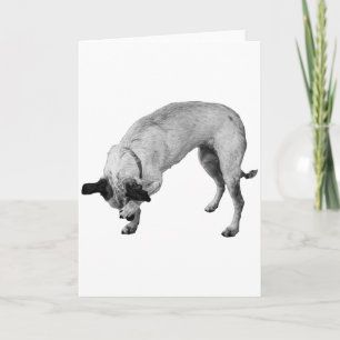 Coy Paw, warme Wünsche Karte