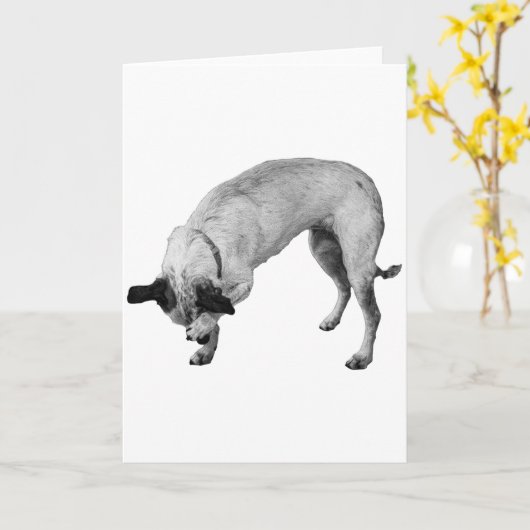 Coy Paw, warme Wünsche Karte (Gelbe Blume)