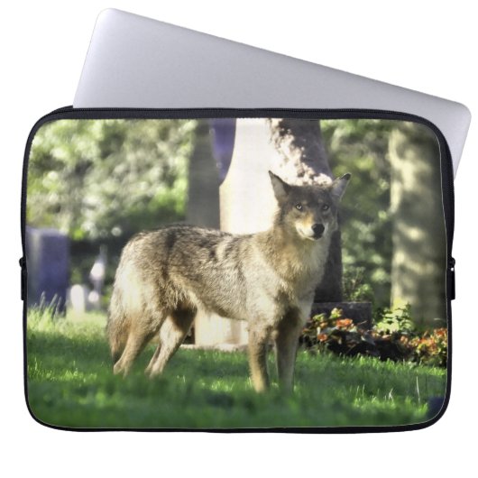 Coyote am Friedhof Laptopschutzhülle (Vorderseite)