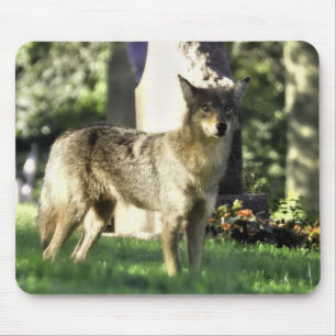 Coyote am Friedhof Mousepad