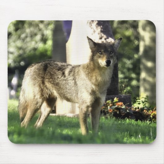 Coyote am Friedhof Mousepad (Vorne)
