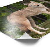 Coyote Beautiful Fotodruck (Ecke)