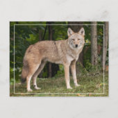 Coyote Beautiful Postkarte (Vorderseite)