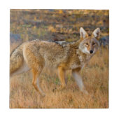 Coyote (Canis Latrans) Jagen Fliese (Vorderseite)