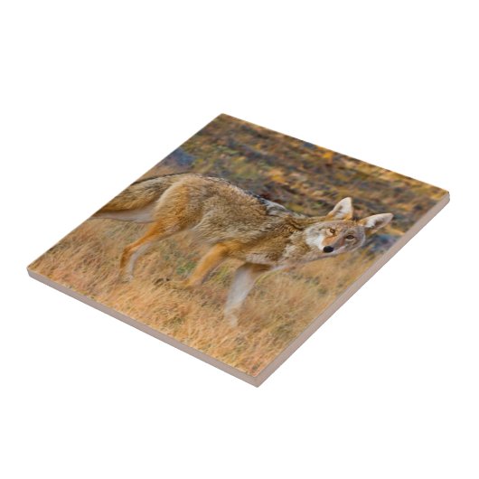 Coyote (Canis Latrans) Jagen Fliese (Seite)