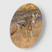 Coyote (Canis Latrans) Jagen Große Wanduhr (Winkel)