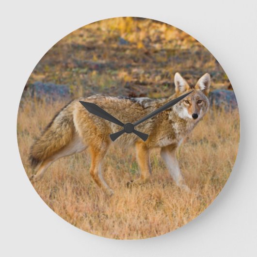 Coyote (Canis Latrans) Jagen Große Wanduhr (Vorderseite)