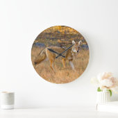 Coyote (Canis Latrans) Jagen Große Wanduhr (Zuhause)