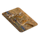 Coyote (Canis Latrans) Jagen Magnet (Rechte Seite)