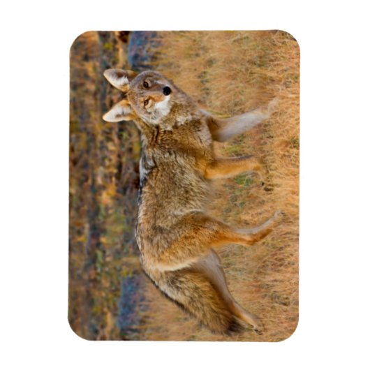 Coyote (Canis Latrans) Jagen Magnet (Vertikal)