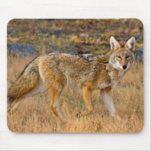Coyote (Canis Latrans) Jagen Mousepad