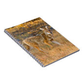 Coyote (Canis Latrans) Jagen Notizblock (Rechte Seite)