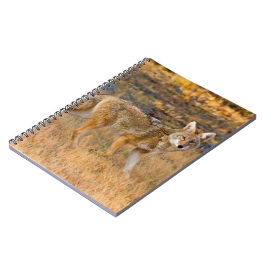 Coyote (Canis Latrans) Jagen Notizblock (Linke Seite)