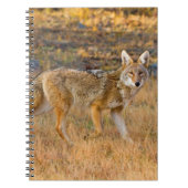Coyote (Canis Latrans) Jagen Notizblock (Vorderseite)