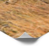 Coyote (Canis Latrans) Jagen Poster (Ecke)