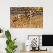 Coyote (Canis Latrans) Jagen Poster (Heimbüro)