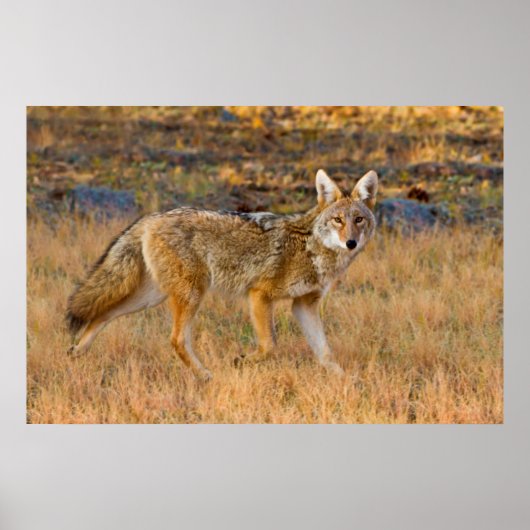 Coyote (Canis Latrans) Jagen Poster (Vorne)