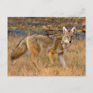 Coyote (Canis Latrans) Jagen Postkarte