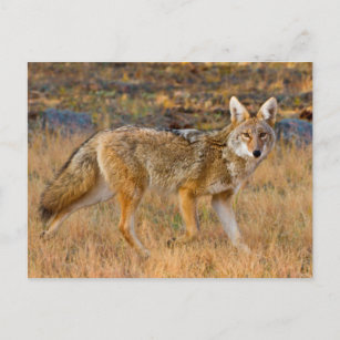 Coyote (Canis Latrans) Jagen Postkarte
