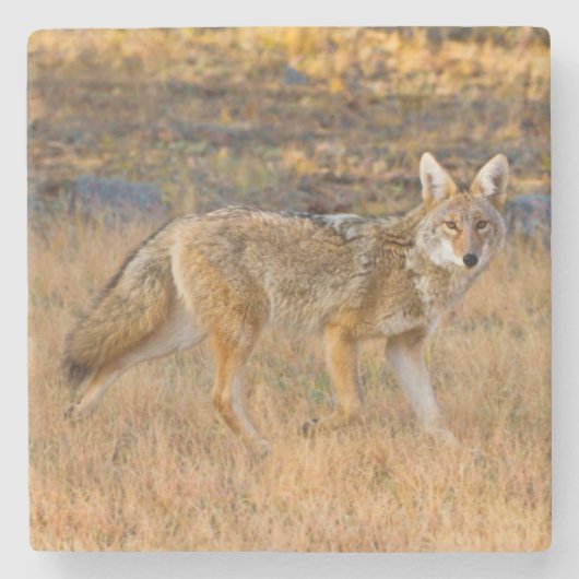Coyote (Canis Latrans) Jagen Steinuntersetzer (Vorderseite)