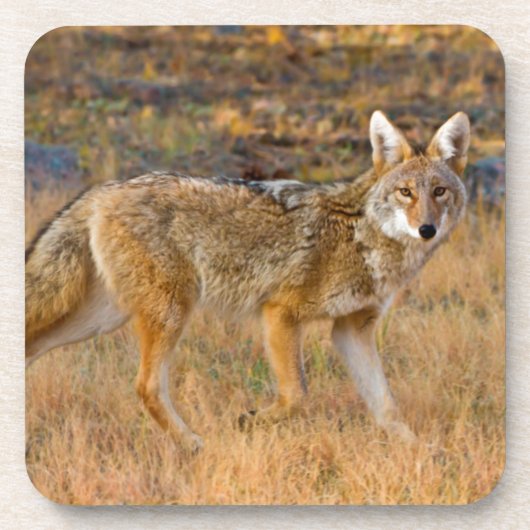Coyote (Canis Latrans) Jagen Untersetzer (Vorderseite)