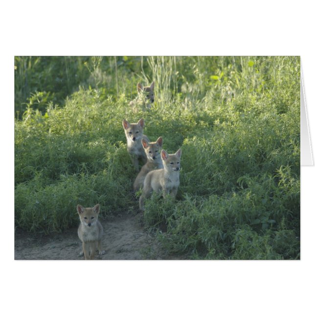 Coyote Clan (Vorderseite (Horizontal))