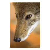 Coyote Closeup Fotodruck (Vorne)
