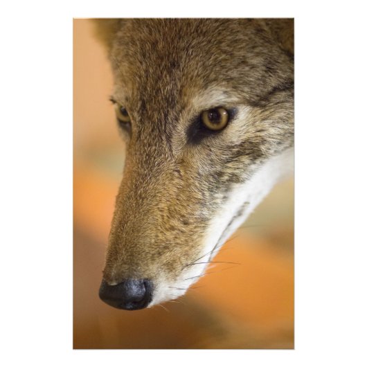 Coyote Closeup Fotodruck (Vorne)