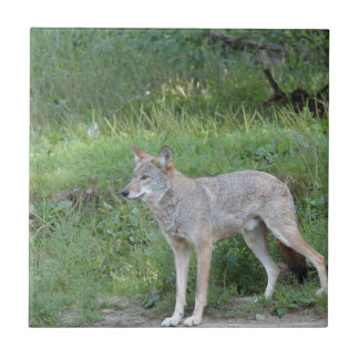 Coyote Collection Fliese