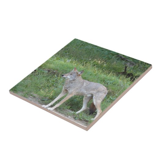 Coyote Collection Fliese (Seite)