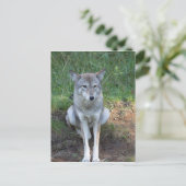 Coyote Collection Postkarte (Stehend Vorderseite)