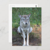 Coyote Collection Postkarte (Vorne/Hinten)