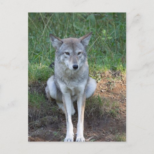 Coyote Collection Postkarte (Vorderseite)