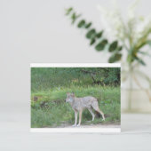 Coyote Collection Postkarte (Stehend Vorderseite)