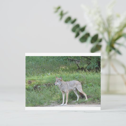 Coyote Collection Postkarte (Stehend Vorderseite)