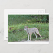 Coyote Collection Postkarte (Vorne/Hinten)