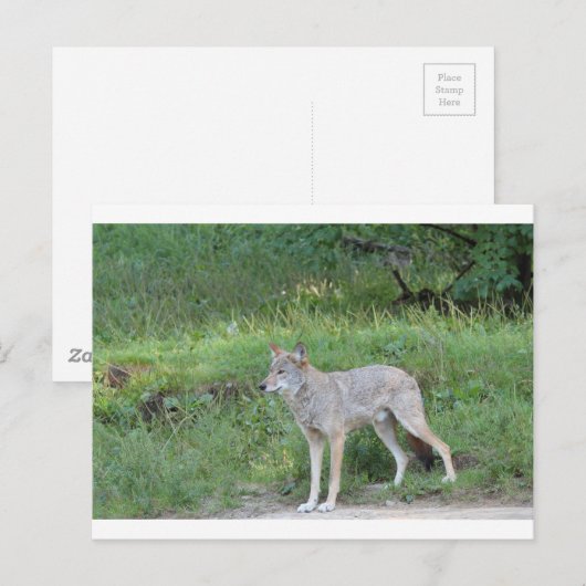Coyote Collection Postkarte (Vorne/Hinten)