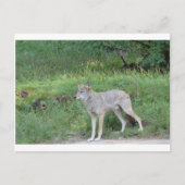 Coyote Collection Postkarte (Vorderseite)