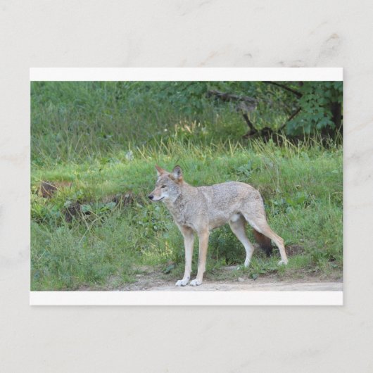 Coyote Collection Postkarte (Vorderseite)
