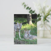 Coyote Collection Postkarte (Stehend Vorderseite)