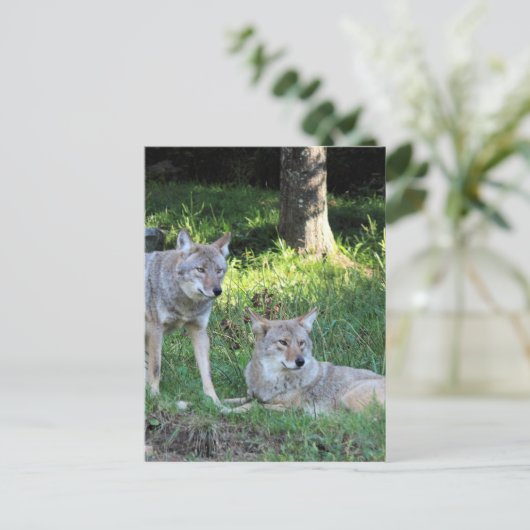 Coyote Collection Postkarte (Stehend Vorderseite)