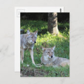 Coyote Collection Postkarte (Vorne/Hinten)