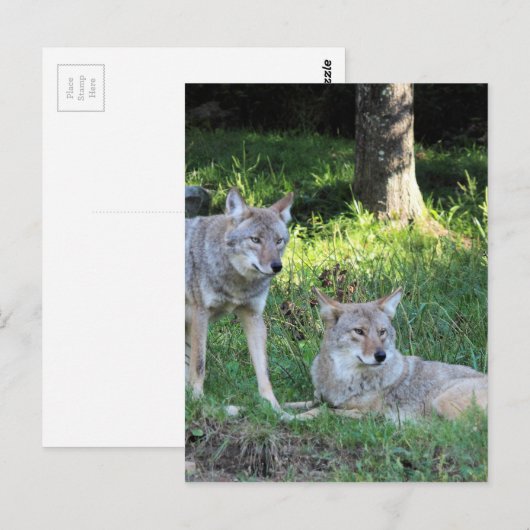 Coyote Collection Postkarte (Vorne/Hinten)