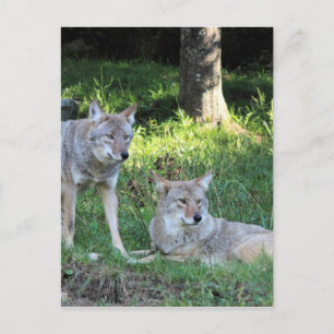 Coyote Collection Postkarte
